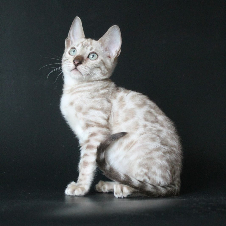 Alex Bengal male, black spotted tabby pointed