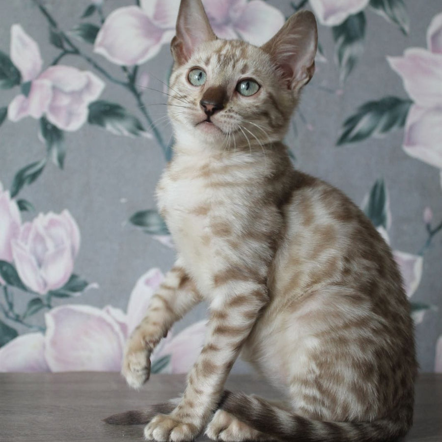 Alex Bengal male, black spotted tabby pointed