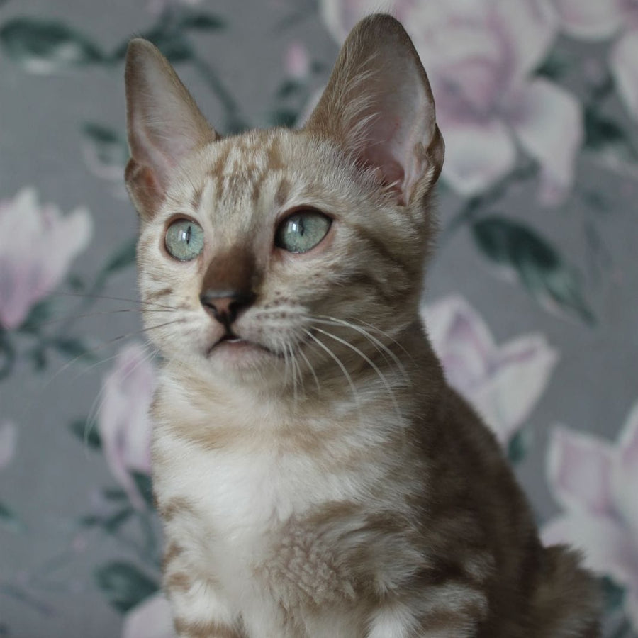 Alex Bengal male, black spotted tabby pointed