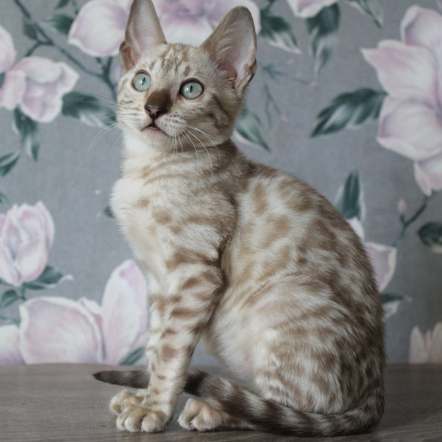Alex Bengal male, black spotted tabby pointed
