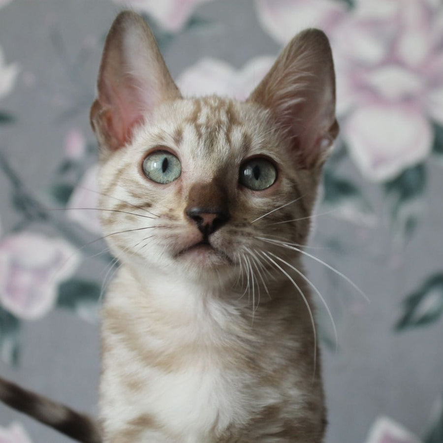 Alex Bengal male, black spotted tabby pointed