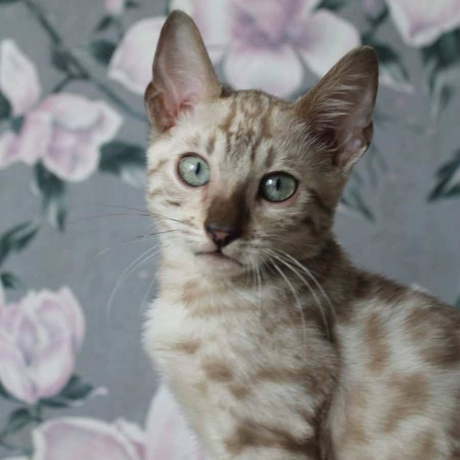 Alex Bengal male, black spotted tabby pointed
