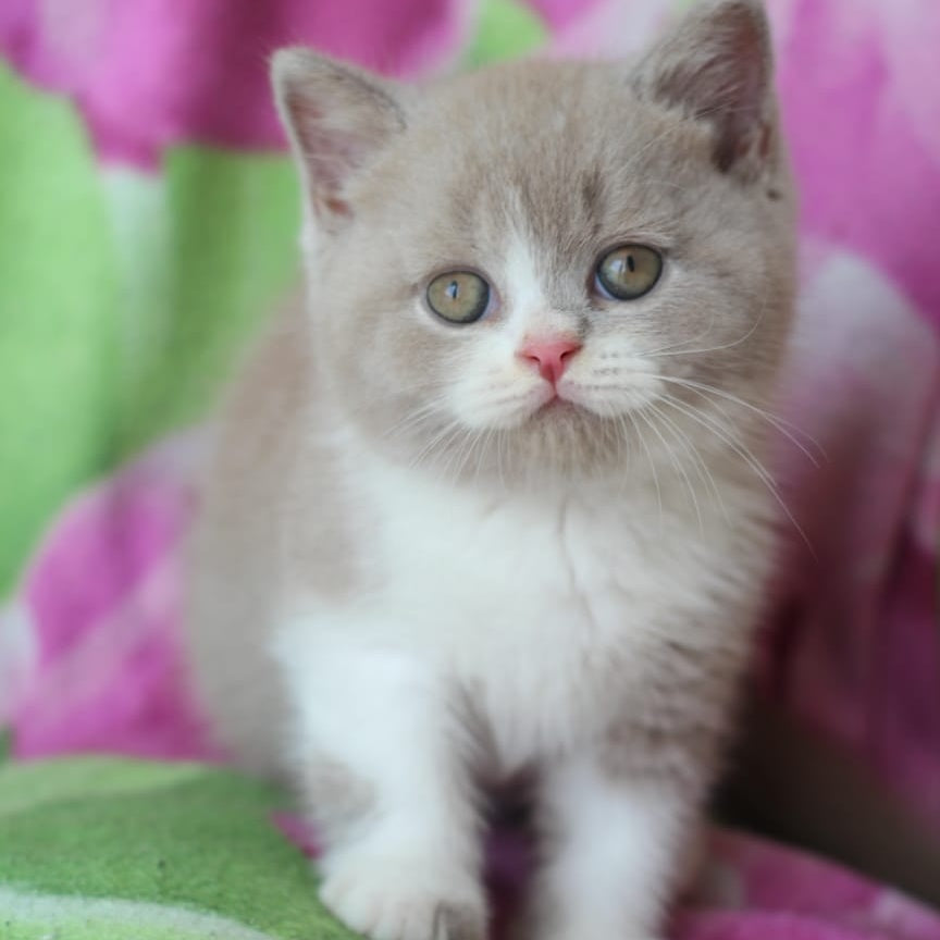 Taffy British Shorthair male, lilac bicolour