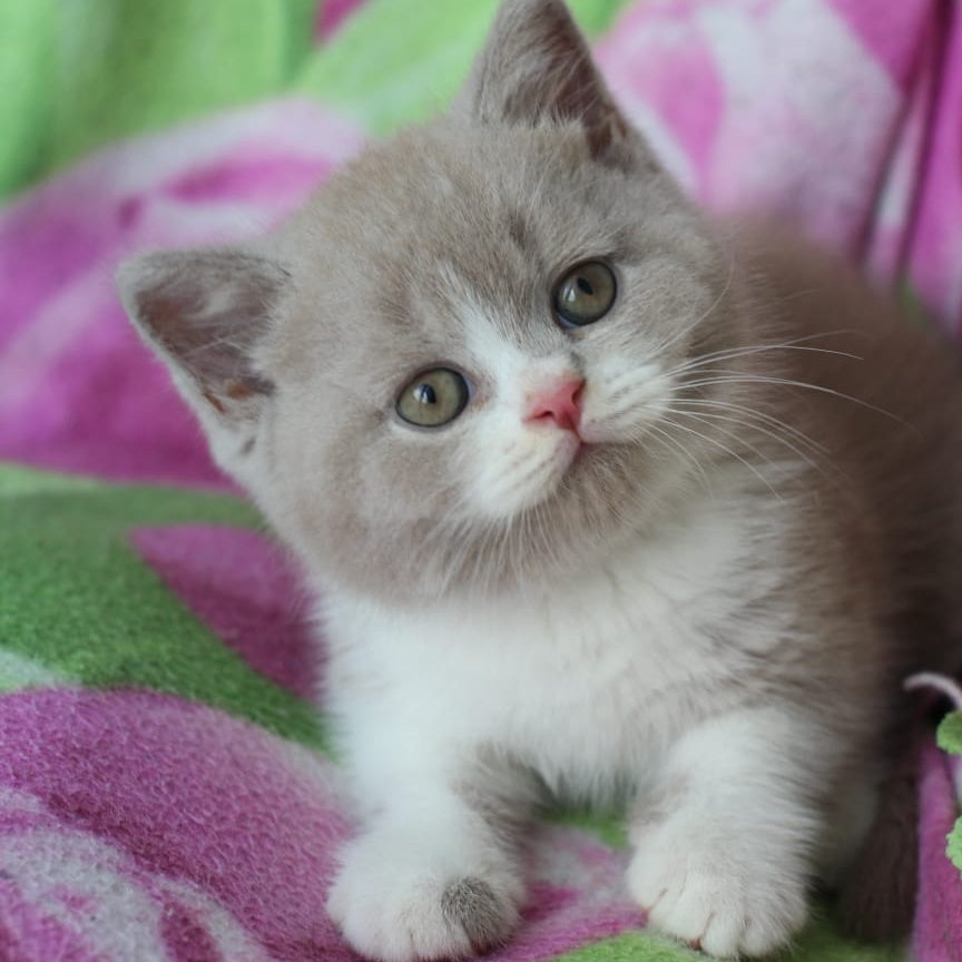 Taffy British Shorthair male, lilac bicolour