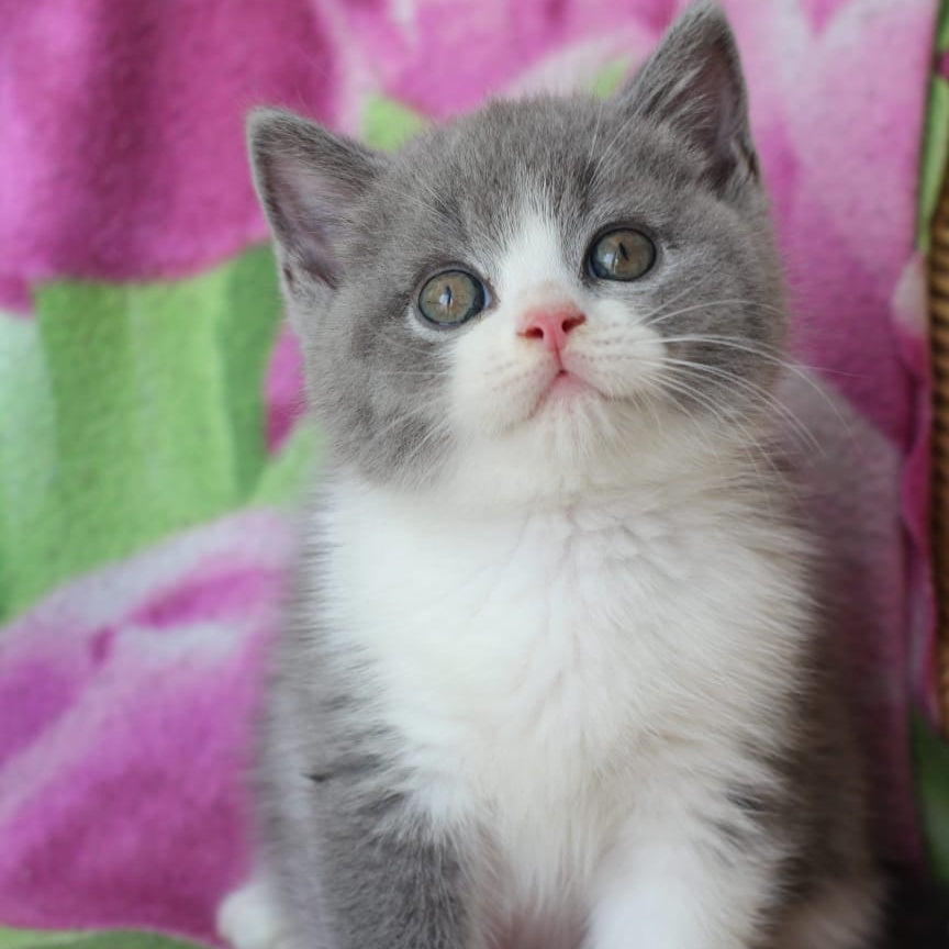 Tart British Shorthair male, blue with white