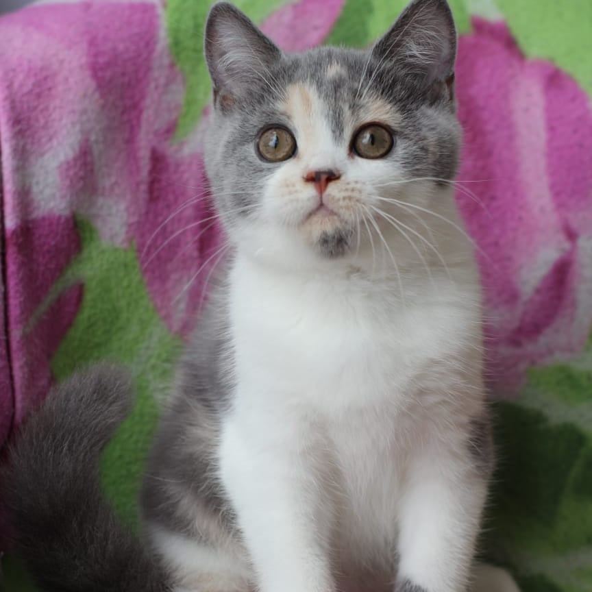 Rita British Shorthair male, blue cream with white
