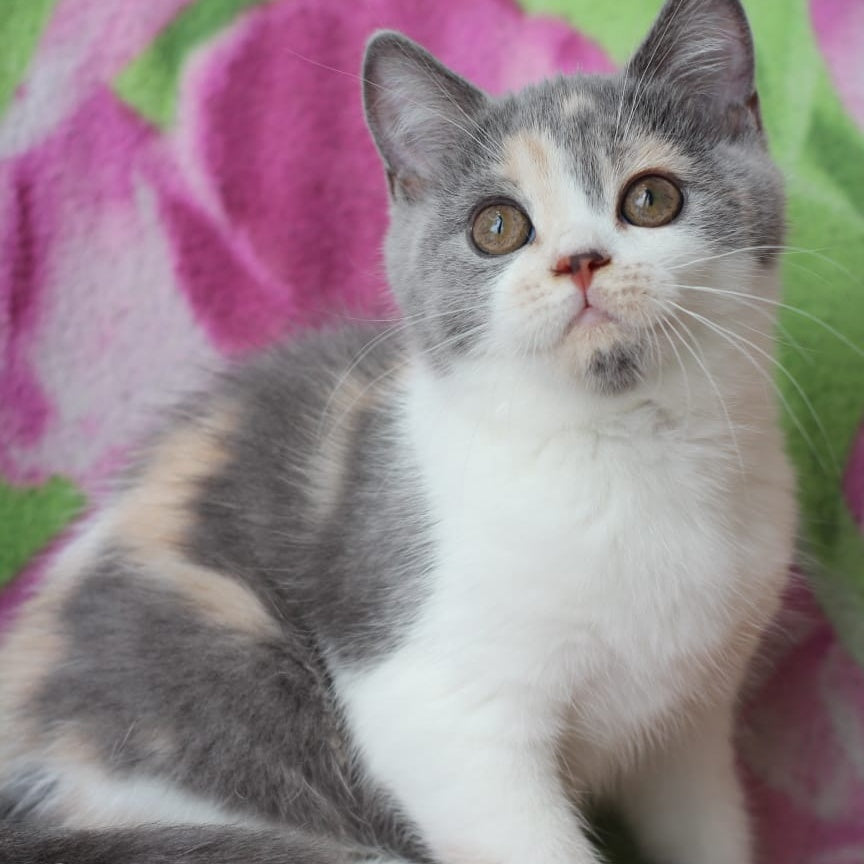 Rita British Shorthair male, blue cream with white