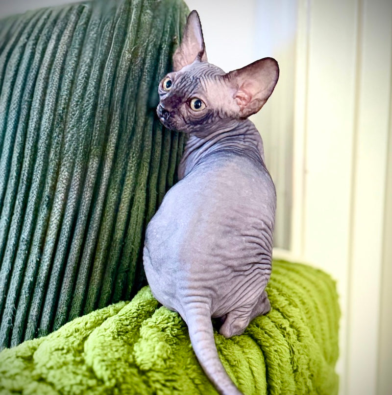 Molly Canadian Sphynx female, black pointed