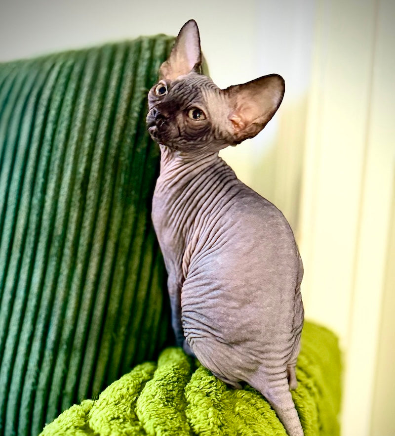 Molly Canadian Sphynx female, black pointed