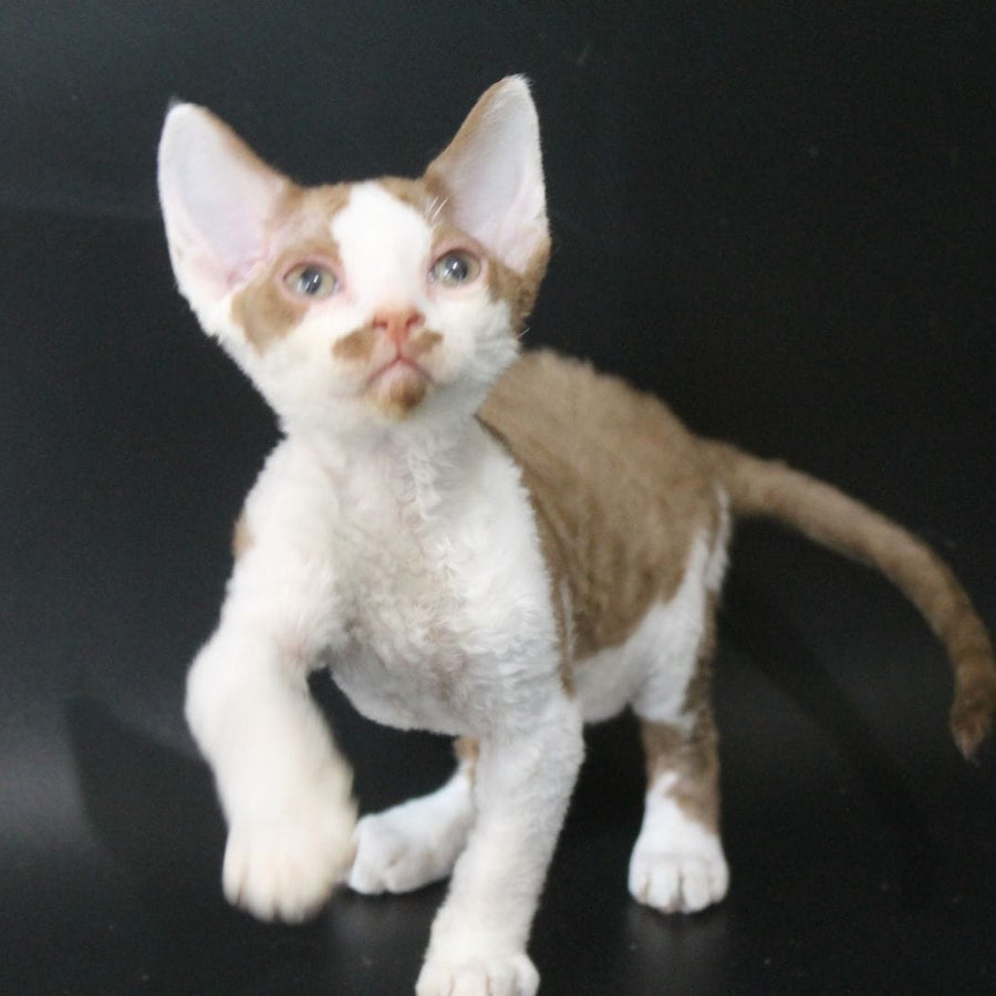 Ostin Devon Rex male, cinnamon bicolour