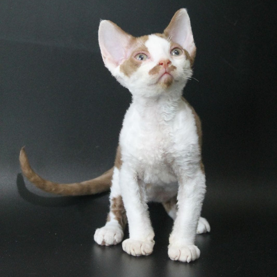 Ostin Devon Rex male, cinnamon bicolour