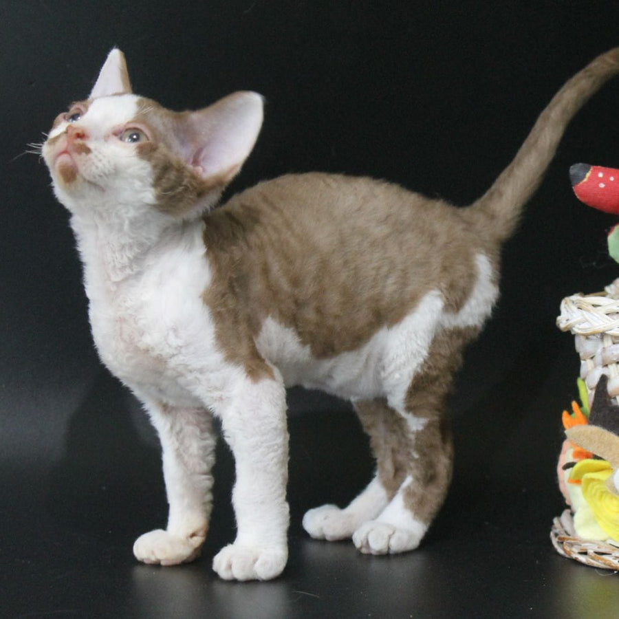 Ostin Devon Rex male, cinnamon bicolour