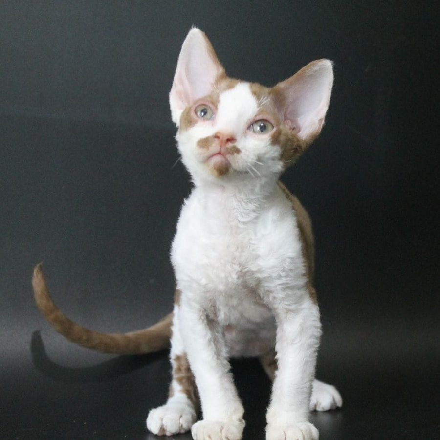 Ostin Devon Rex male, cinnamon bicolour