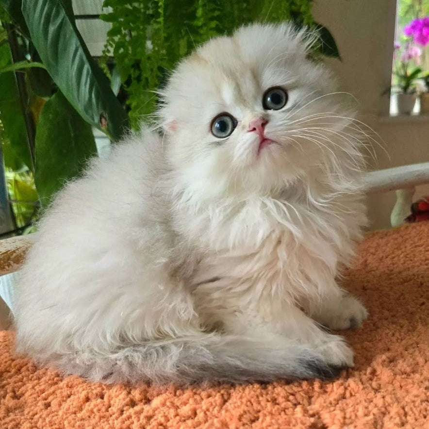 Diamond Scottish Fold male, black golden shaded