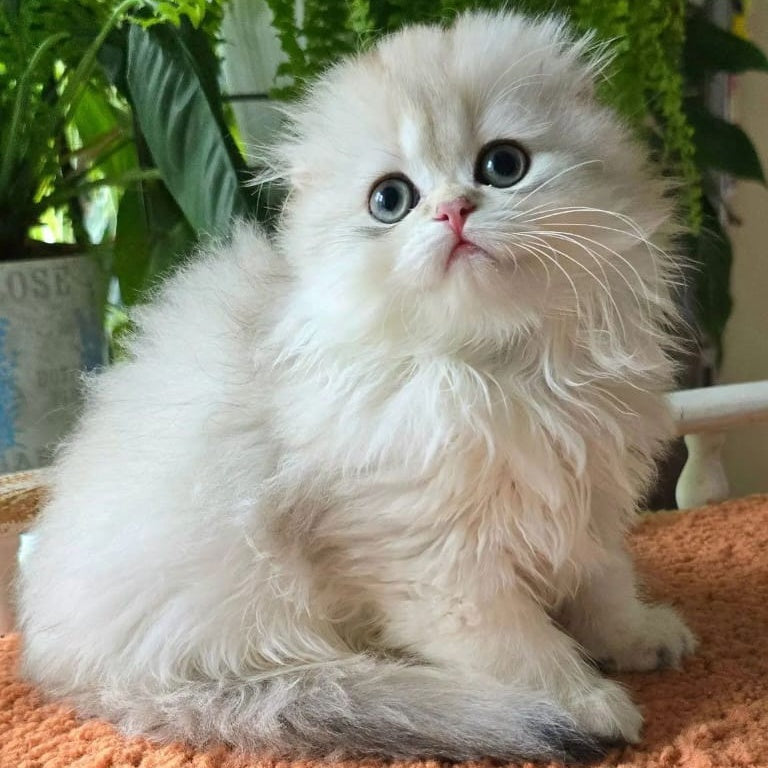 Diamond Scottish Fold male, black golden shaded