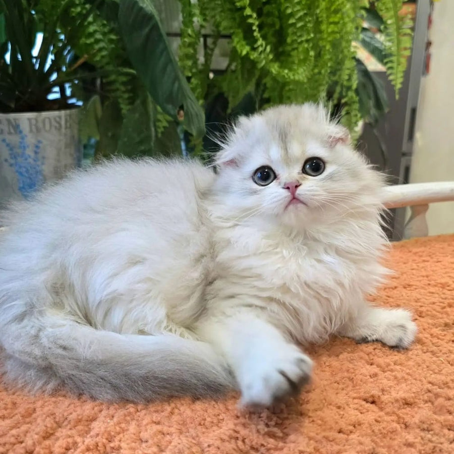 Diamond Scottish Fold male, black golden shaded