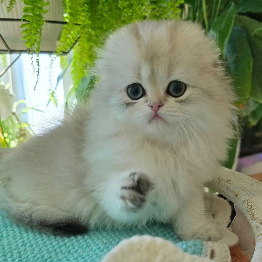 Diamond Scottish Fold male, black golden shaded