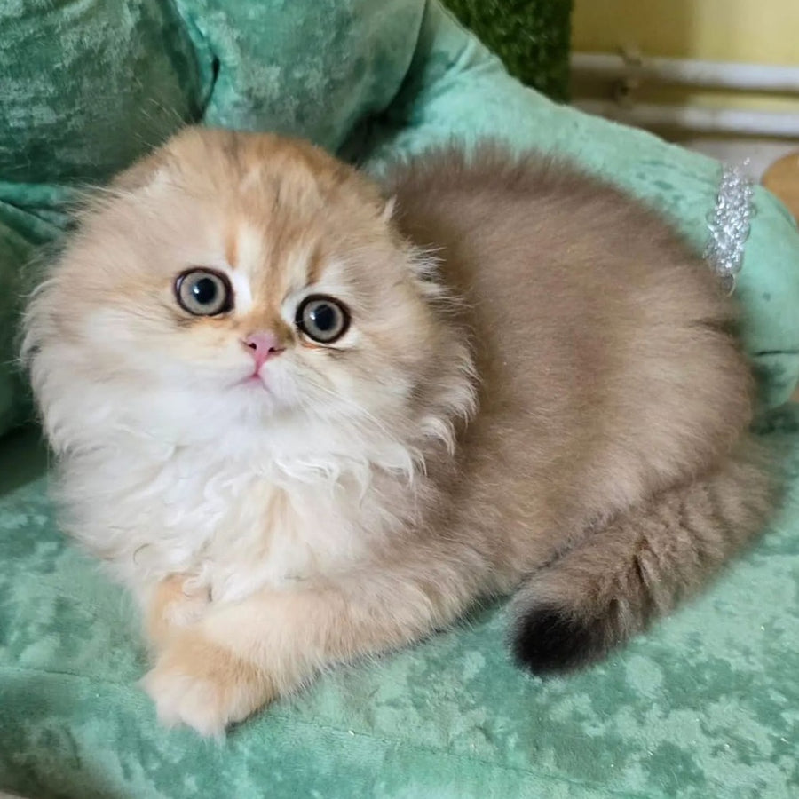 Emir Scottish Fold male, black golden shaded