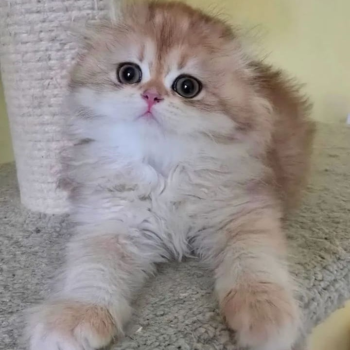 Emir Scottish Fold male, black golden shaded