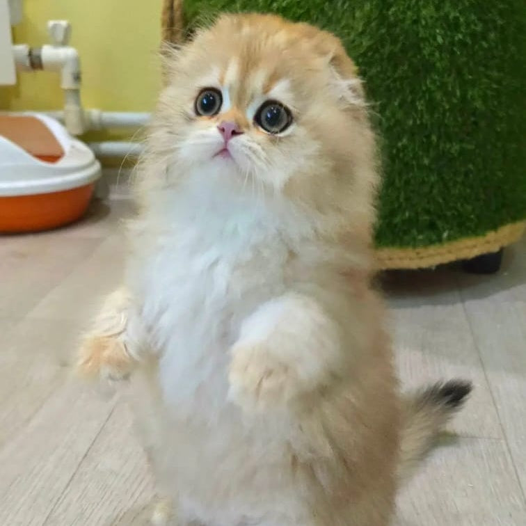 Emir Scottish Fold male, black golden shaded