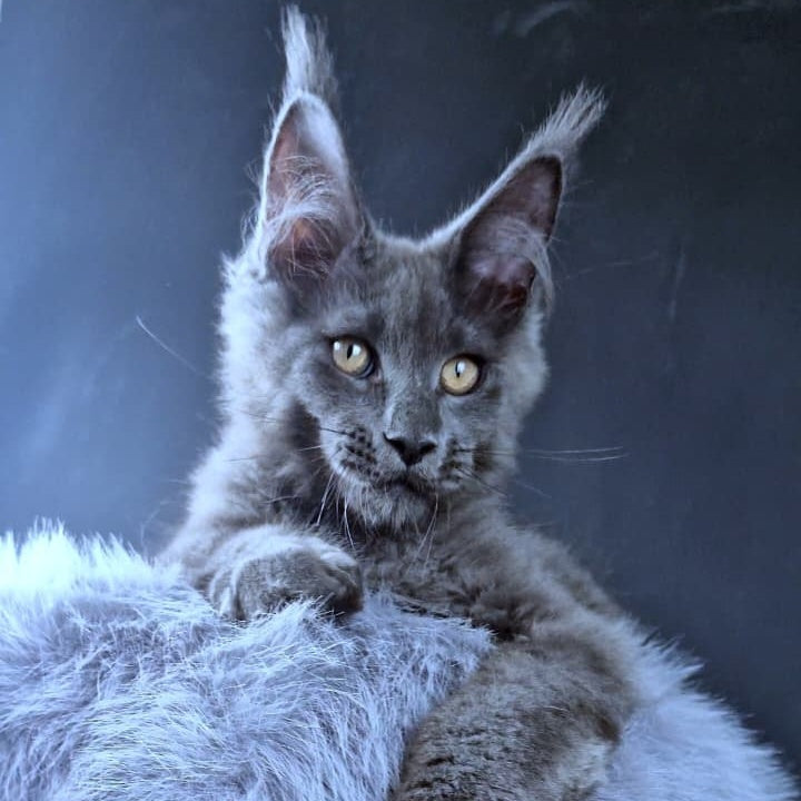 Lux legend Maine Coon male, blue