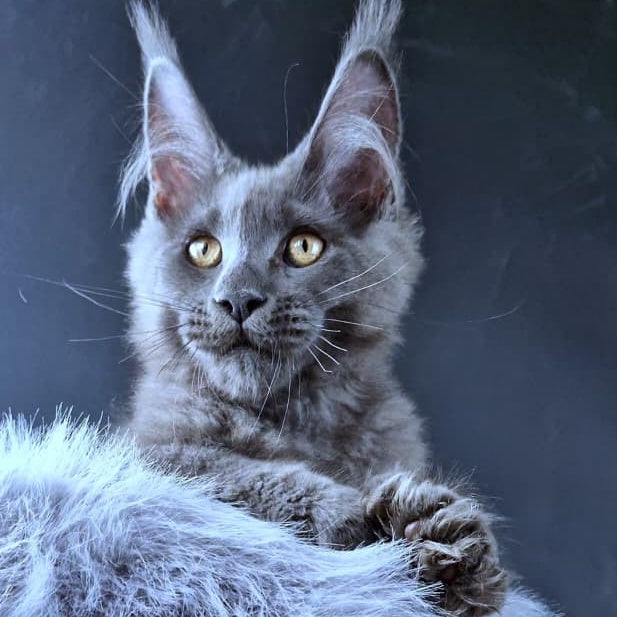 Lux legend Maine Coon male, blue