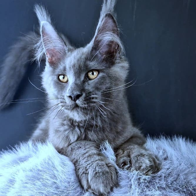 Lux legend Maine Coon male, blue
