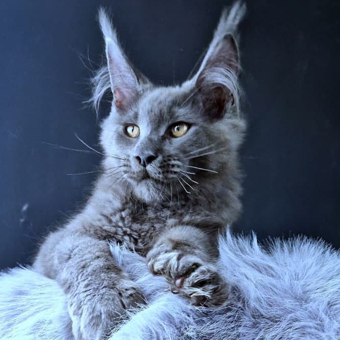 Lux legend Maine Coon male, blue