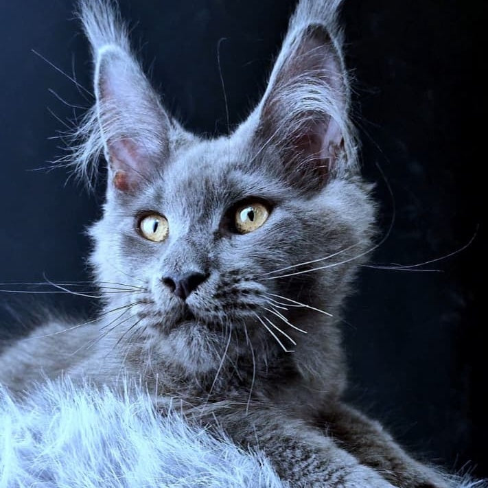 Lux legend Maine Coon male, blue