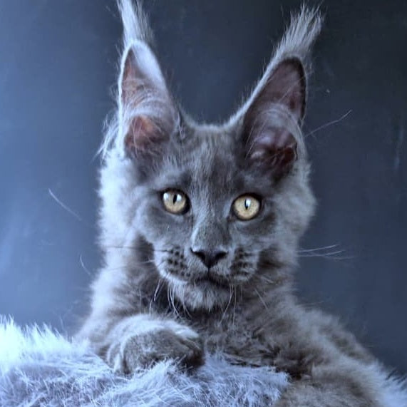 Lux legend Maine Coon male, blue