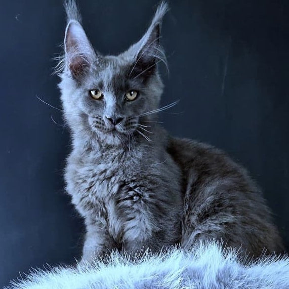 Lux legend Maine Coon male, blue