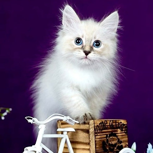 Lilia Siberian female, blue tabby pointed