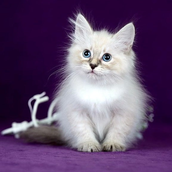 Lilia Siberian female, blue tabby pointed