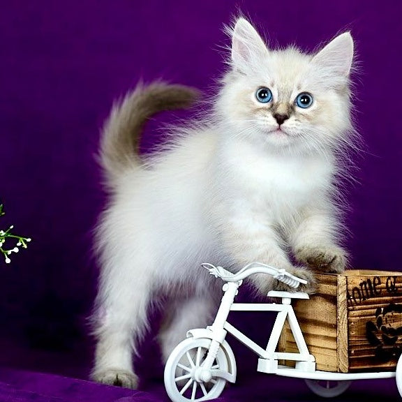 Lilia Siberian female, blue tabby pointed