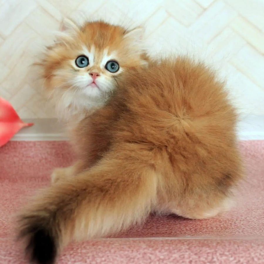 Kayros British Longhair male, black golden chinchilla