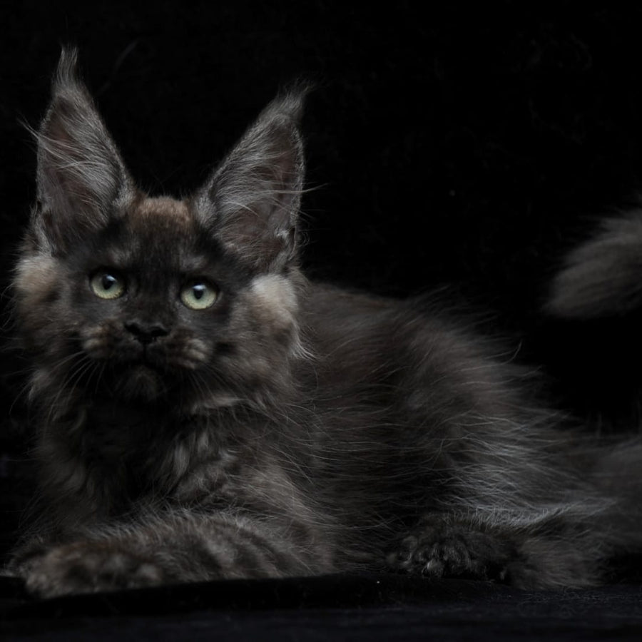 Nataha Maine Coon polydactyl 6x6x6x6 female, black silver
