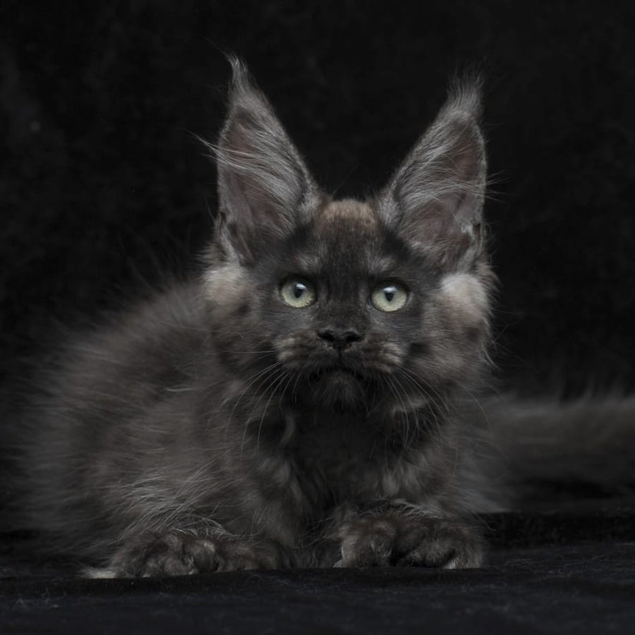 Nataha Maine Coon polydactyl 6x6x6x6 female, black silver