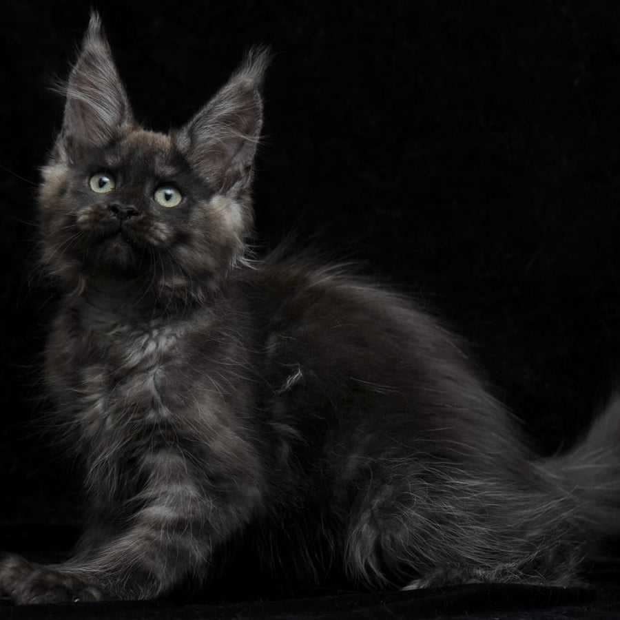 Nataha Maine Coon polydactyl 6x6x6x6 female, black silver