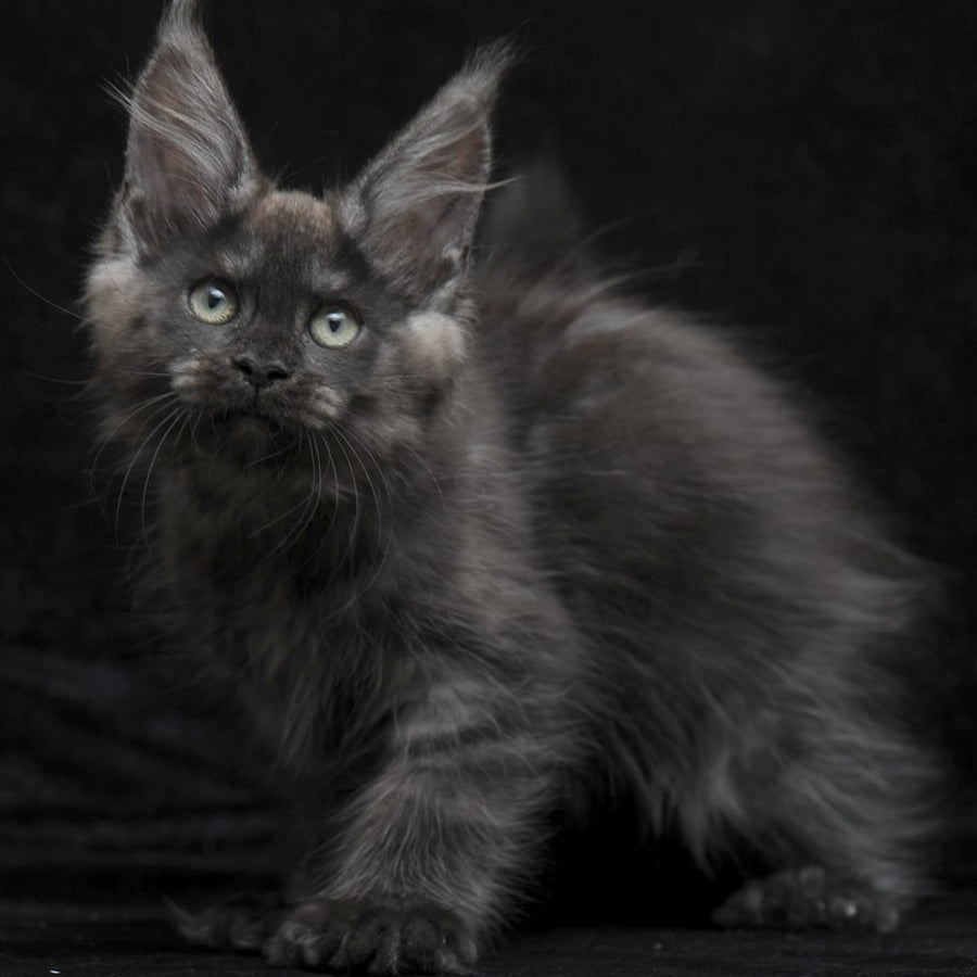 Nataha Maine Coon polydactyl 6x6x6x6 female, black silver