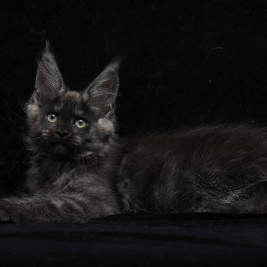 Nataha Maine Coon polydactyl 6x6x6x6 female, black silver