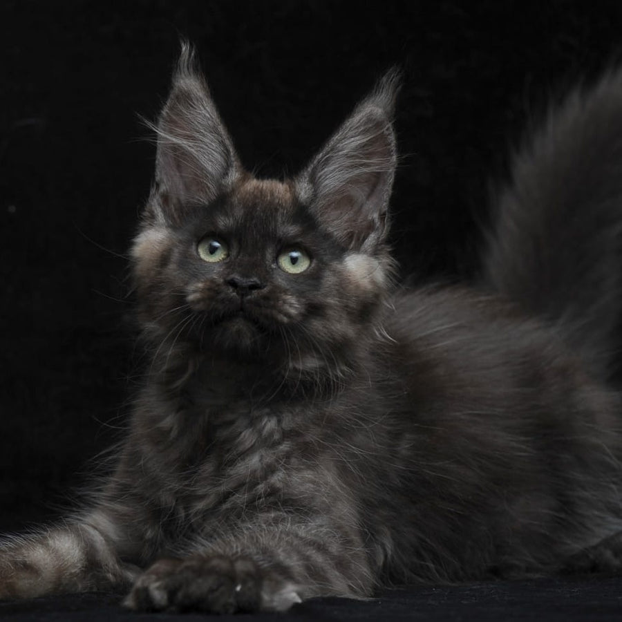 Nataha Maine Coon polydactyl 6x6x6x6 female, black silver