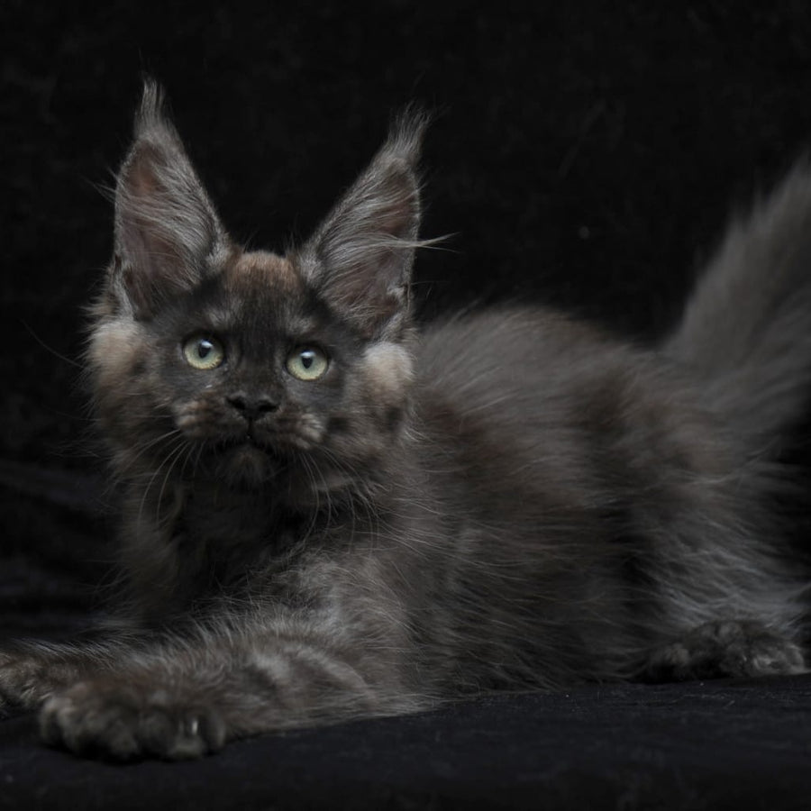 Nataha Maine Coon polydactyl 6x6x6x6 female, black silver