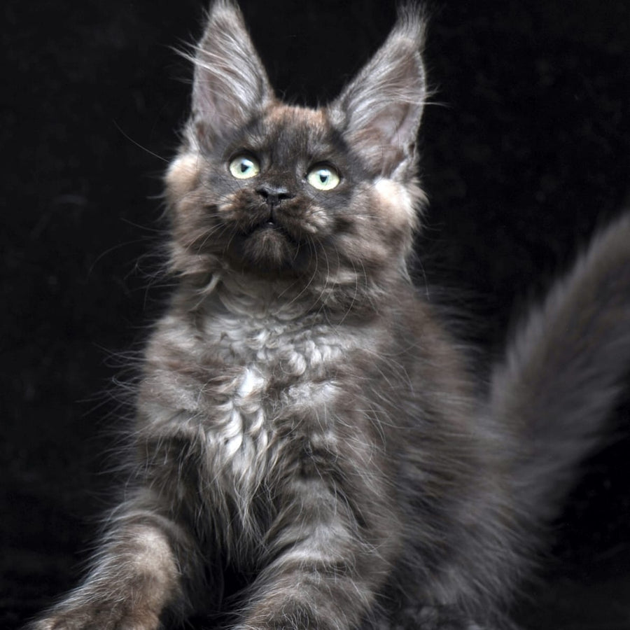 Nataha Maine Coon polydactyl 6x6x6x6 female, black silver