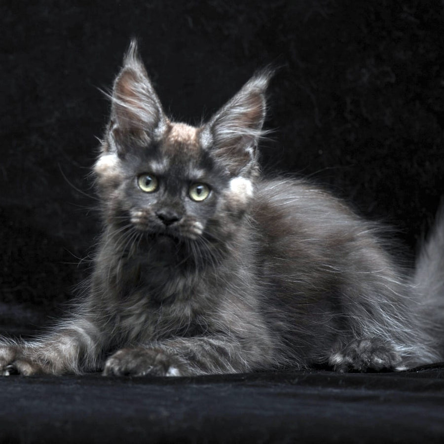Nataha Maine Coon polydactyl 6x6x6x6 female, black silver