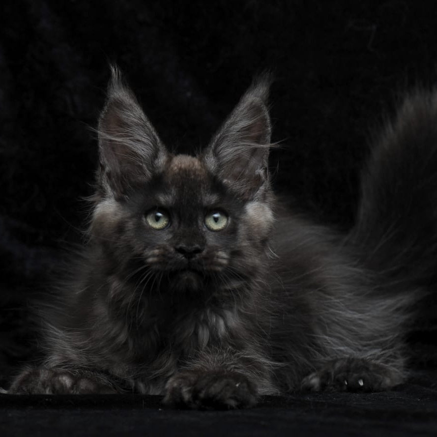Nataha Maine Coon polydactyl 6x6x6x6 female, black silver