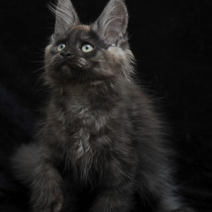 Nataha Maine Coon polydactyl 6x6x6x6 female, black silver