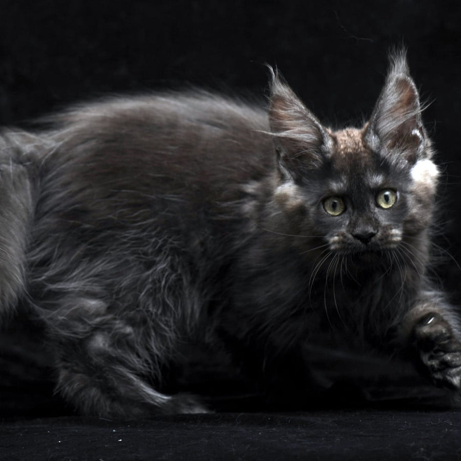 Nataha Maine Coon polydactyl 6x6x6x6 female, black silver