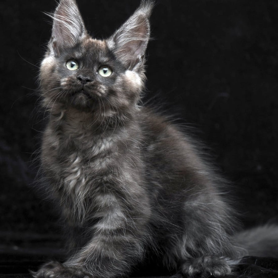 Nataha Maine Coon polydactyl 6x6x6x6 female, black silver