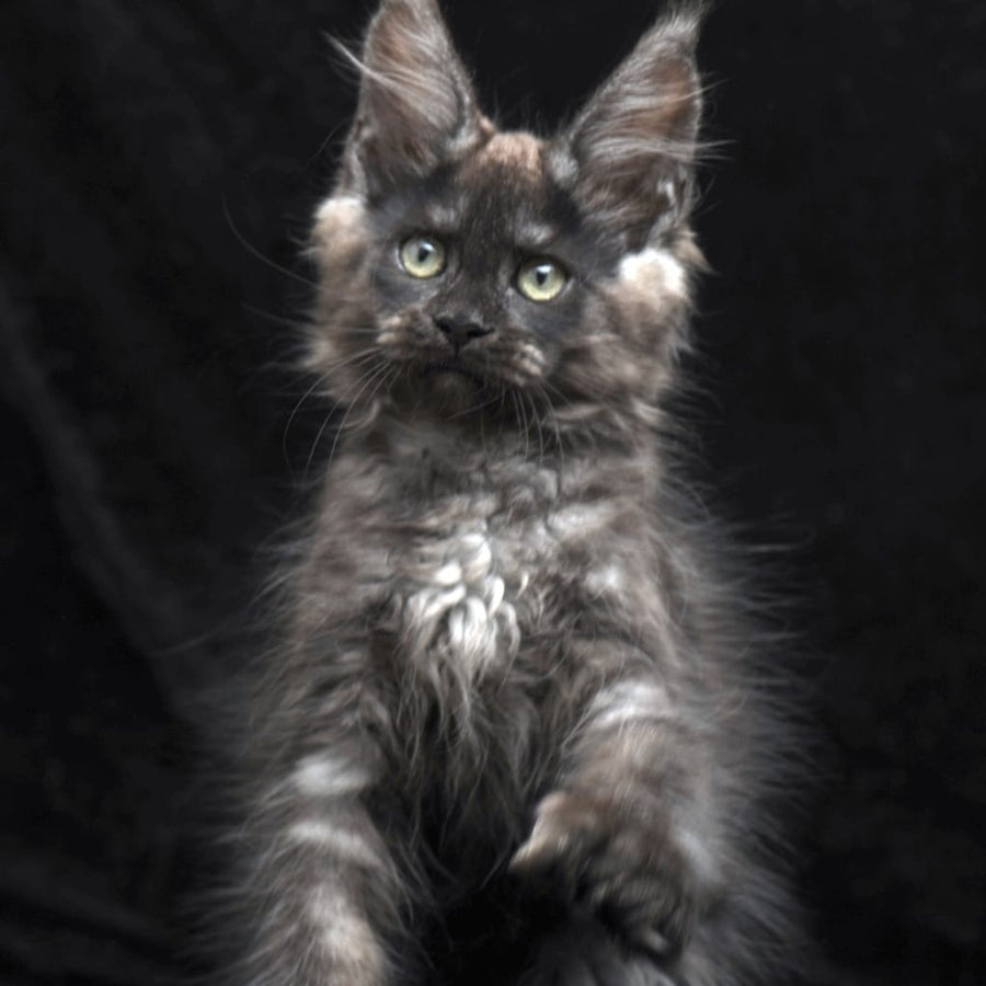 Nataha Maine Coon polydactyl 6x6x6x6 female, black silver