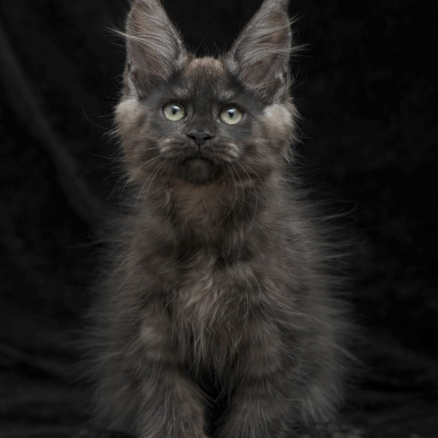 Nataha Maine Coon polydactyl 6x6x6x6 female, black silver